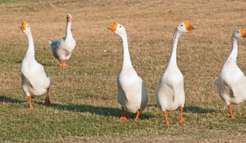 white chinese geese in the field