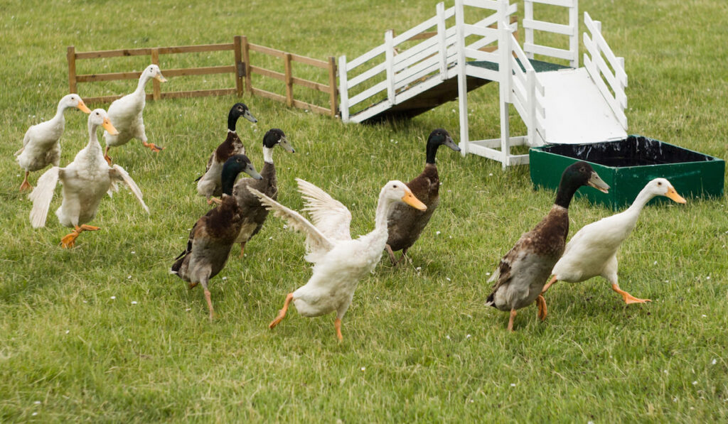 Group of indian runner ducks running on the farm