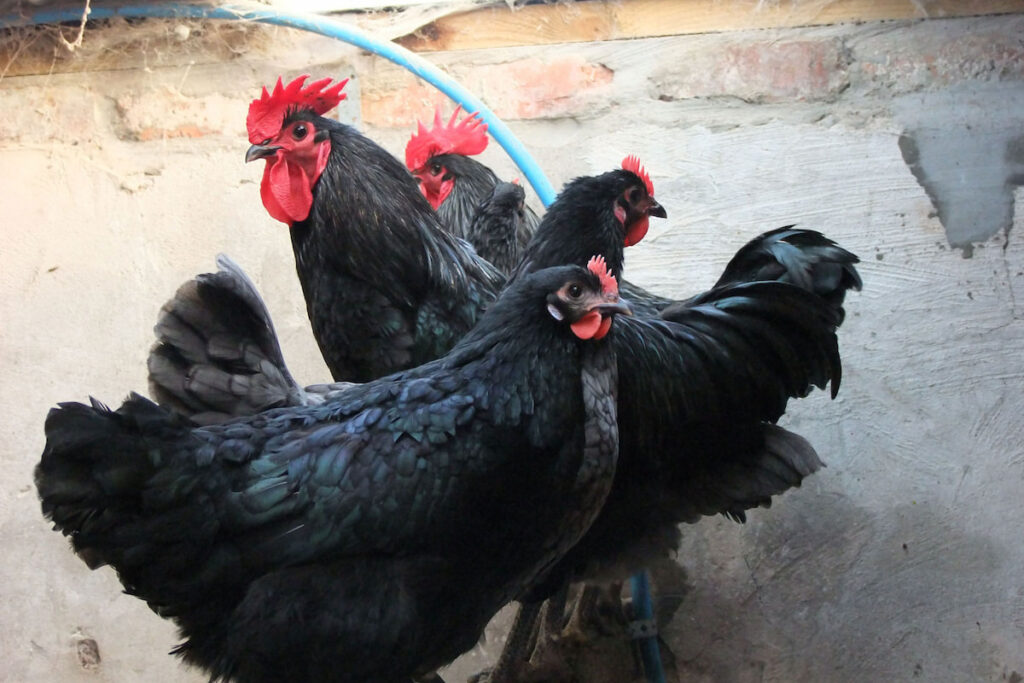 Group of jersey giant chicken 