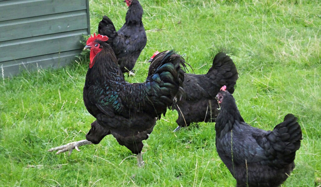 Group of jersey giant chicken