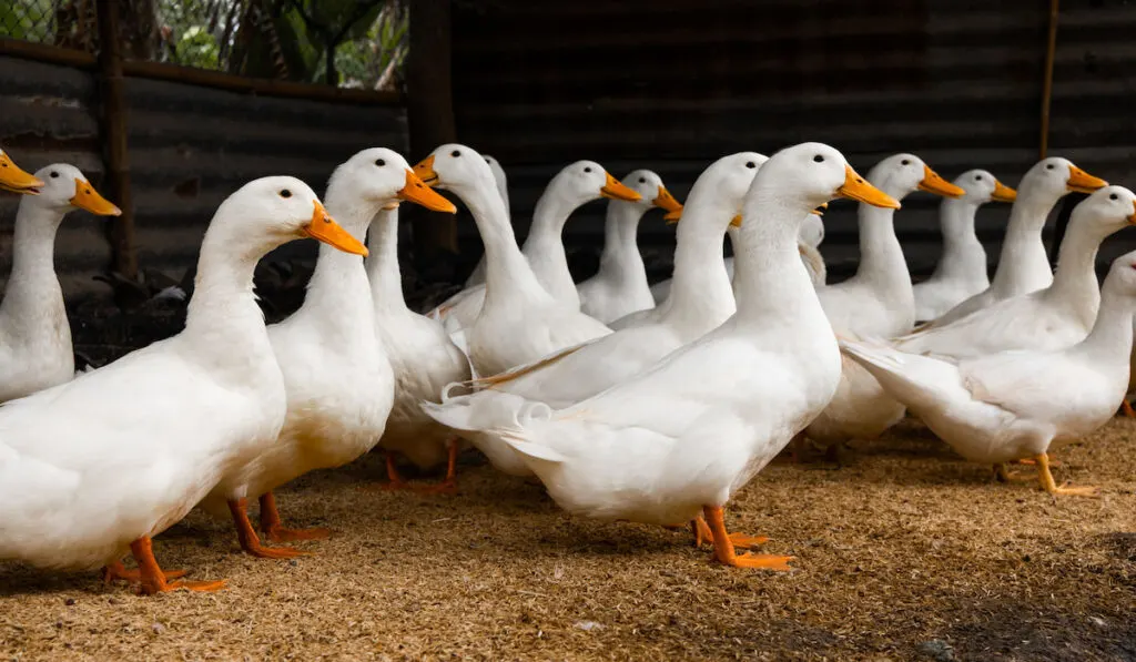 group of white pekin ducks on the farm