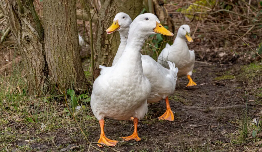 group of white pekin ducks running towards the camera