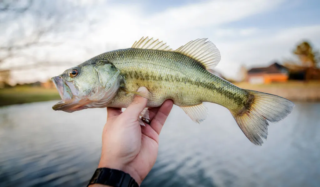 hand holding largemouth bass (Micropterus salmoides) on lake background