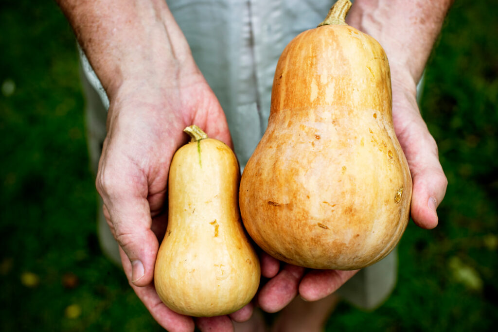 Hands holding two different size of butternut squash