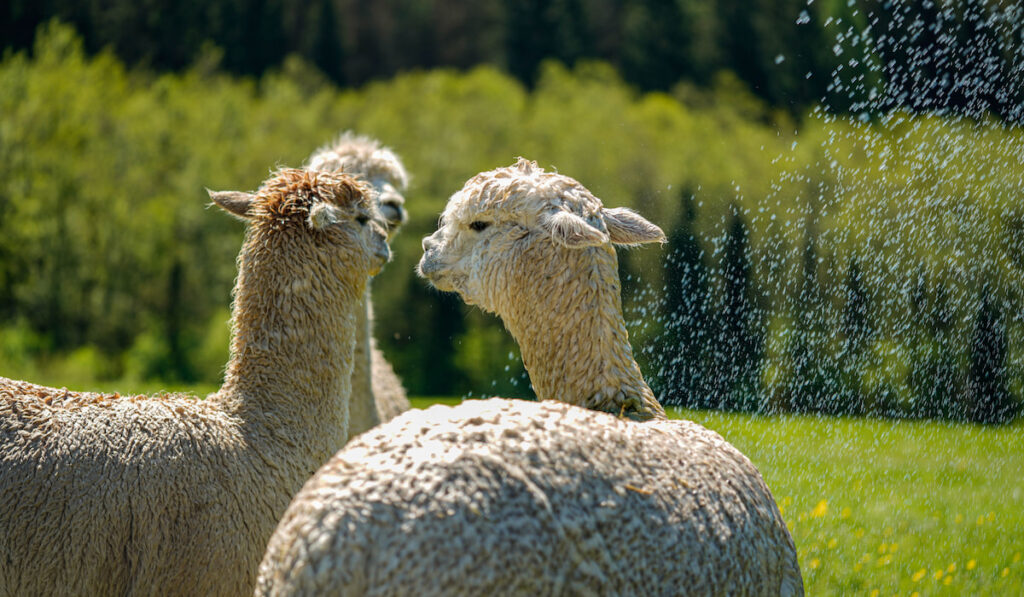Happy wet alpacas after bath with water spraying on the background