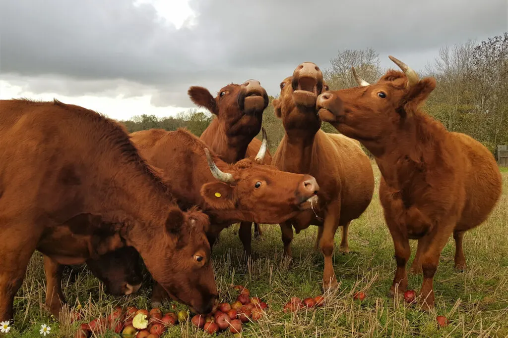 Herd of Dexter cows eating red apples