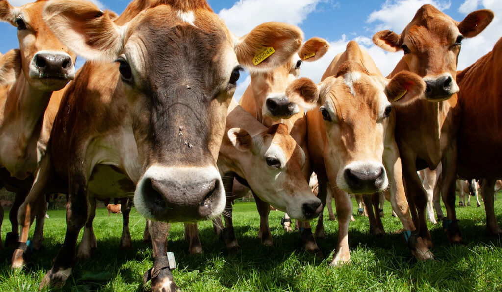 Herd of Jersey dairy cows