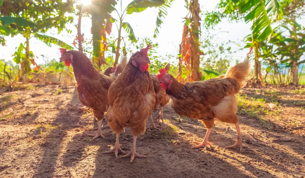 Herd of Rhode Island Red outdoor in the morning sunshine