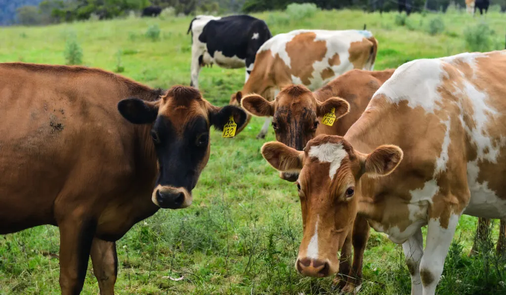 Herd of cows grazing