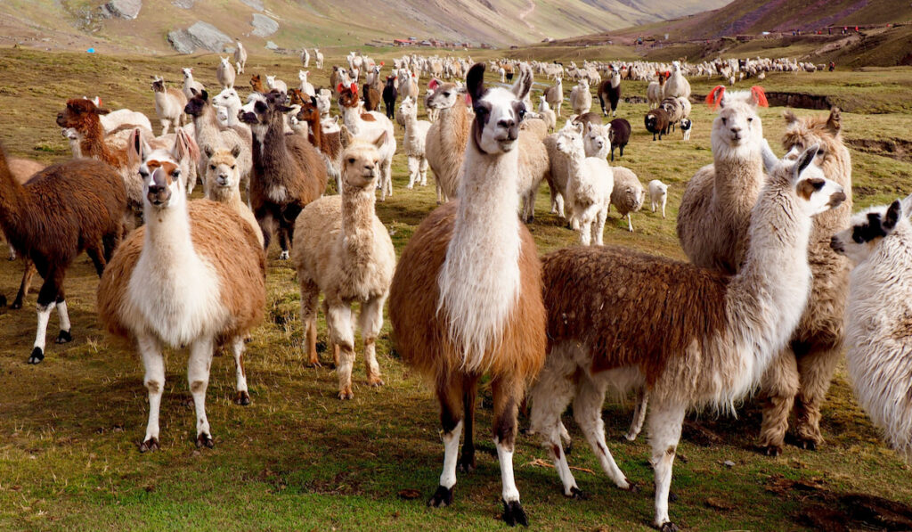 Herd of llamas and alpacas