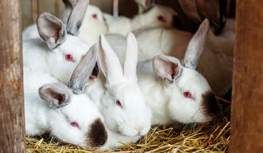 Herd of young white and black rabbits in case on the farm