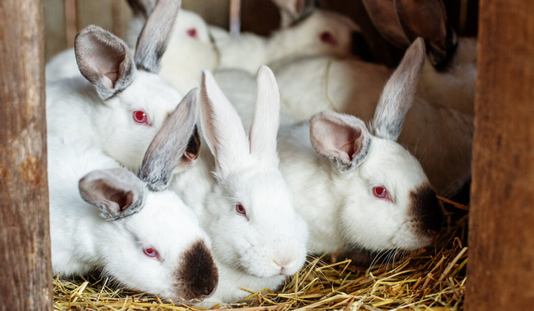 How Much Do Meat Rabbits Cost? Farmhouse Guide