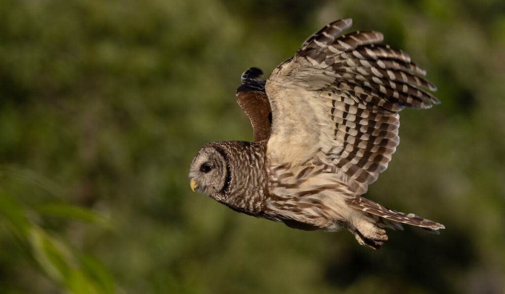 Hunting barred owl