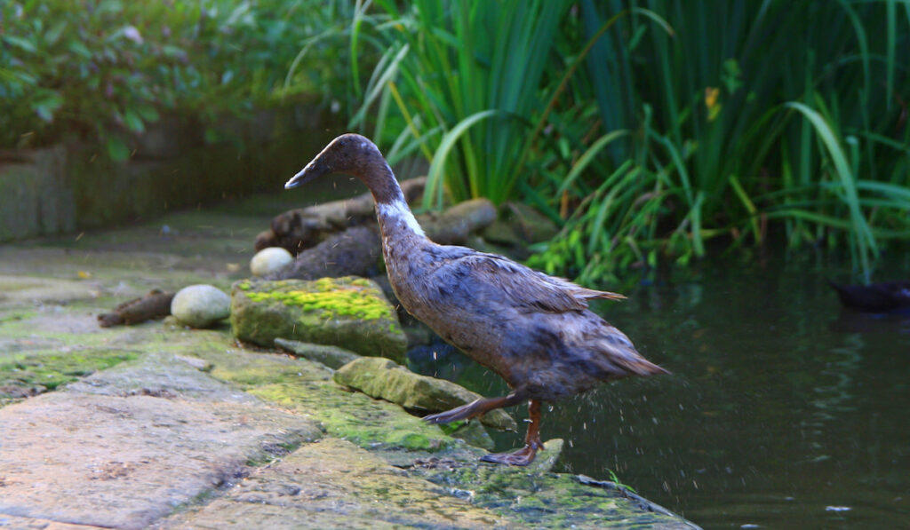 Indian runner duck coming out from the garden pond