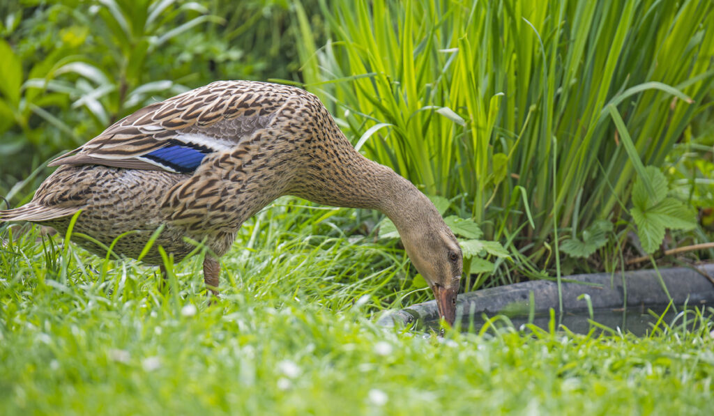 Indian runner duck foraging in the garden