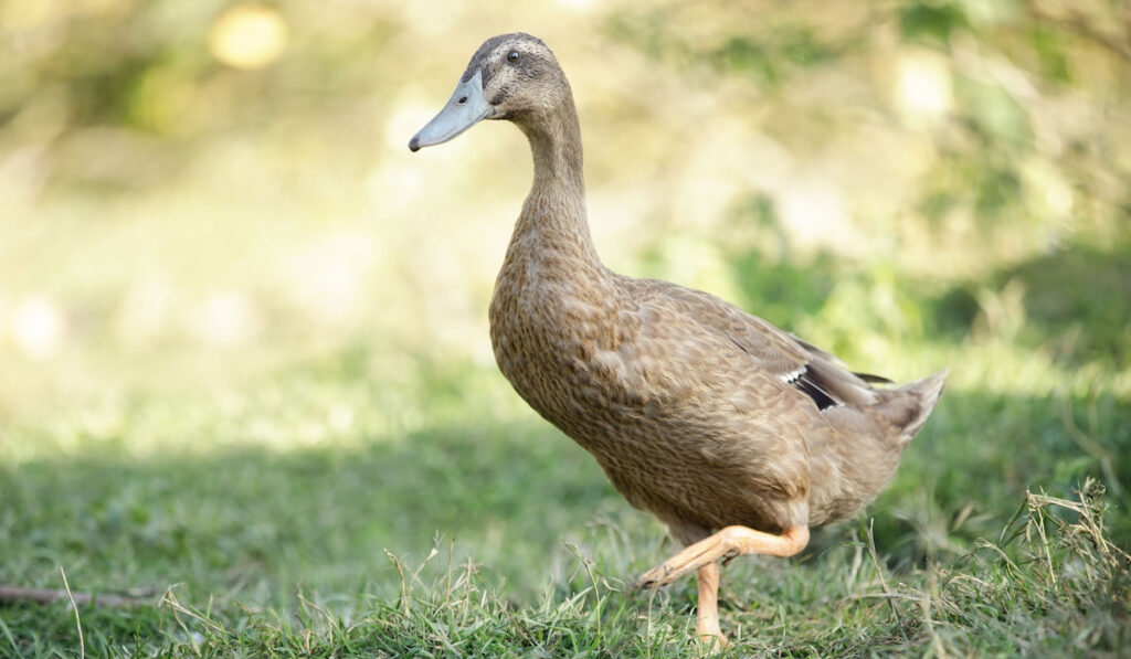 Indian runner duck in a field under the sunlight with a blurry background