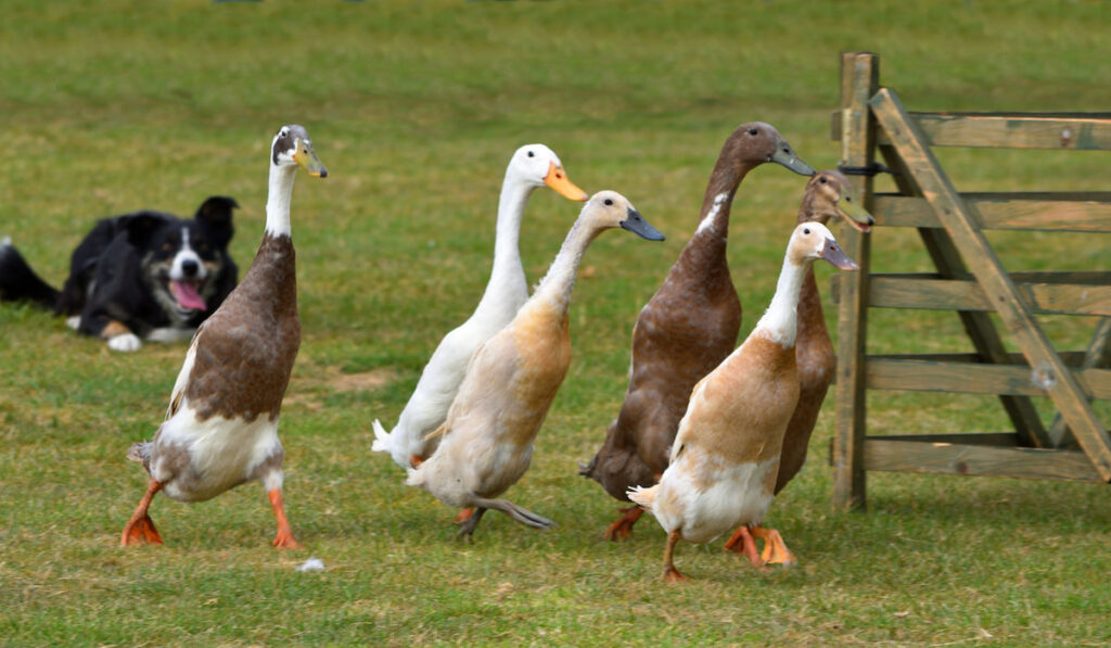 Indian runner ducks being herded by a border collie dog
