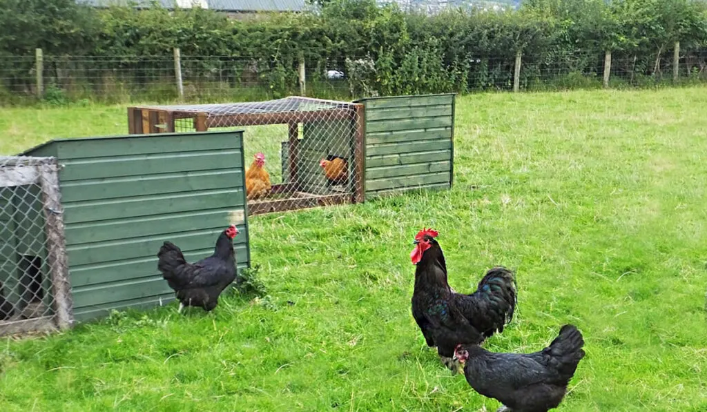 Jersey Giant Chicken on free range