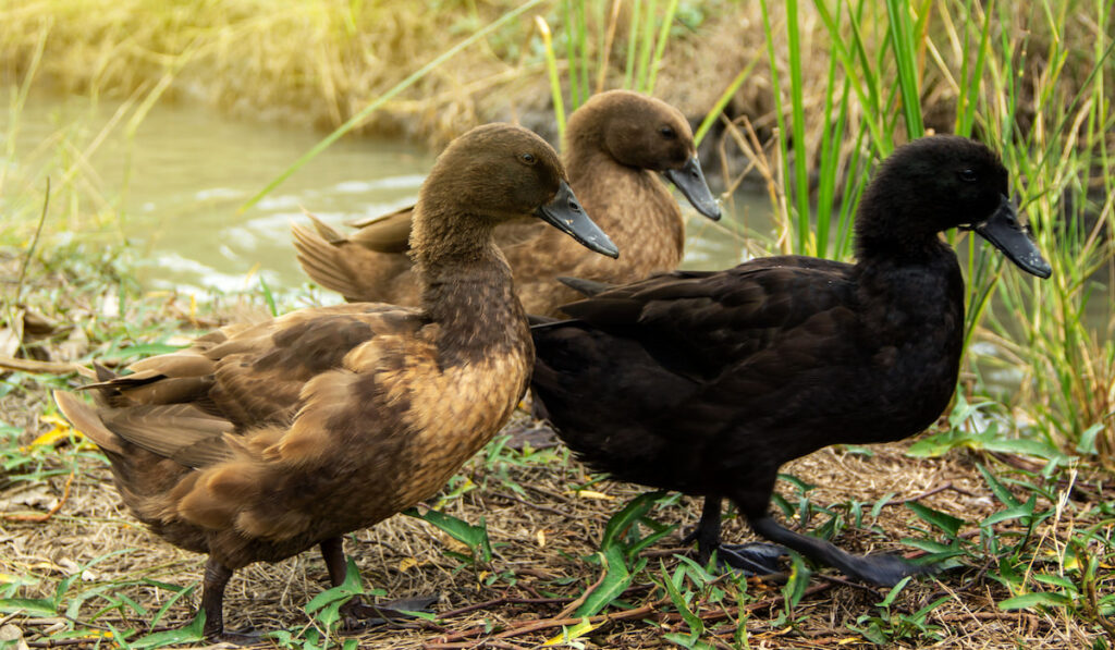 three khaki campbell ducks walking near the pond 