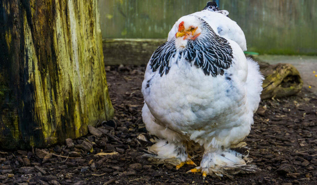 Large white brahma chicken roaming at the farm