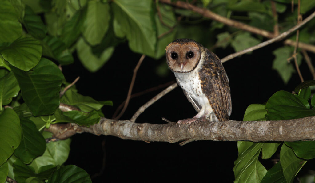 lesser Masked-owl (Tyto sororcula) on a tree branch at night