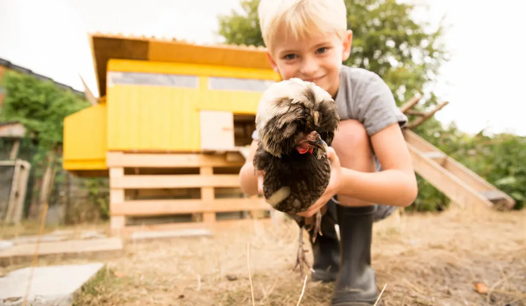 Little boy holding polish chicken at chicken house in the garden