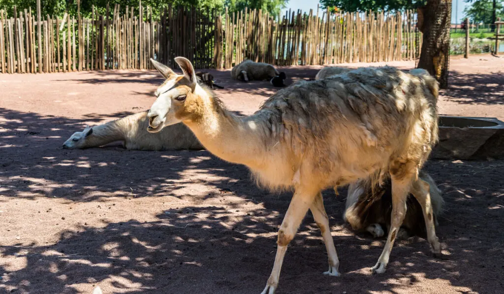 Llamas in the zoo resting under the tree shade on a sunny day