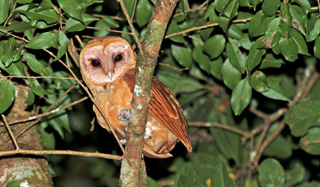 Madagascar Red Owl (Tyto soumagnei) perched in rainforest