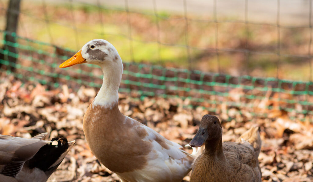 male and female khaki campbell duck