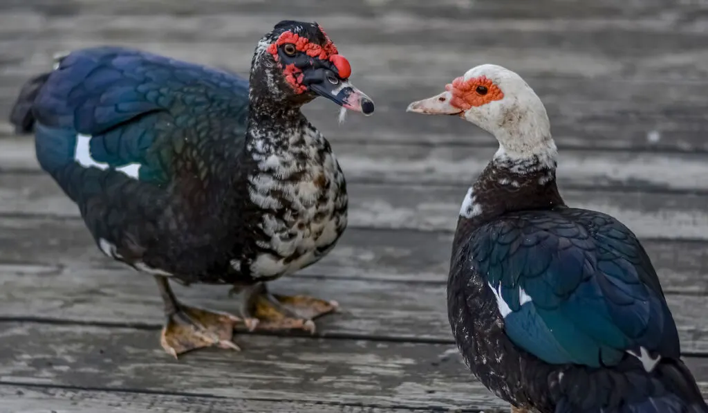 a male and a female muscovy ducks on a wooden floor