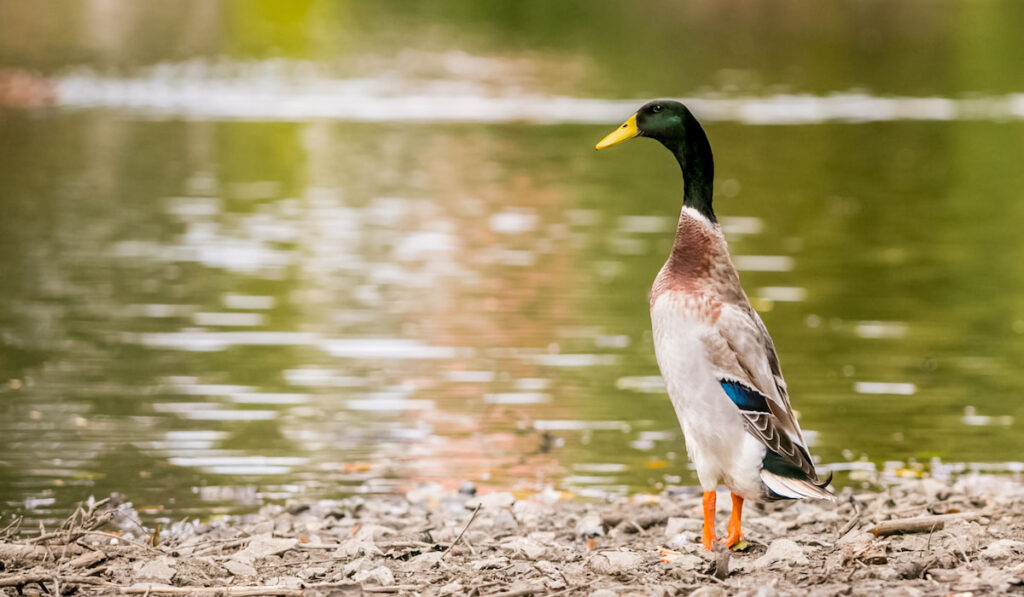 Male Indian runner duck standing upright on lake shore