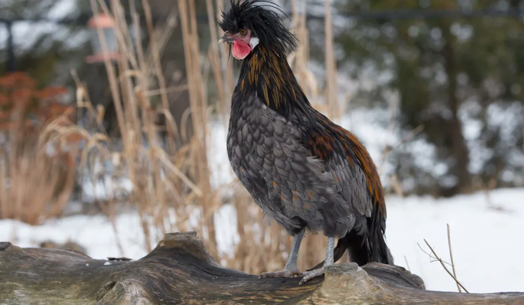 Male polish chicken outside a log on a snowy day