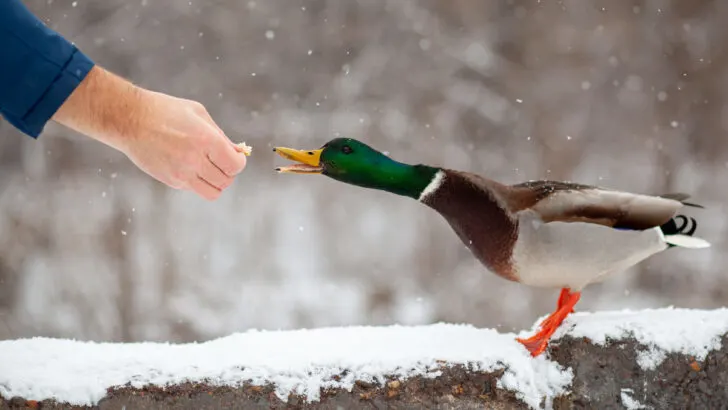 Man feeds a duck bread from his hand in winter in a public park