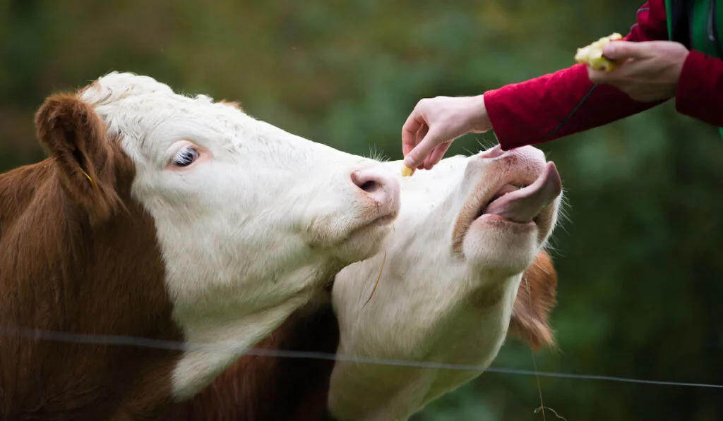 Man feeding cows an apple