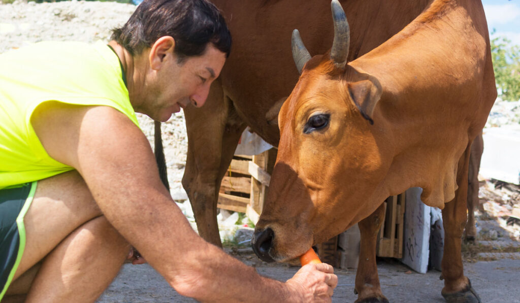 Man feeds brown asian cow a carrot at the farm