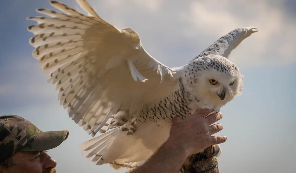 Man in hunting glove and a large white snowy owl with spread wings 