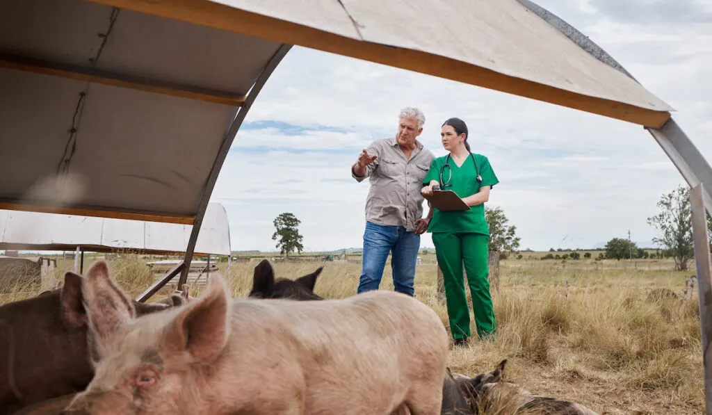 man talking to a veterinarian or nutritionist holding clipboard with pigs in front of them on his farm
