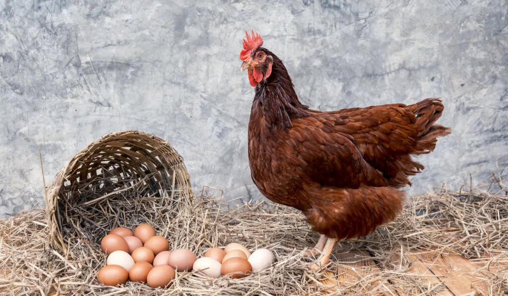 Many eggs on a straw and basket and a Rhode Island Red hen on a wooden floor