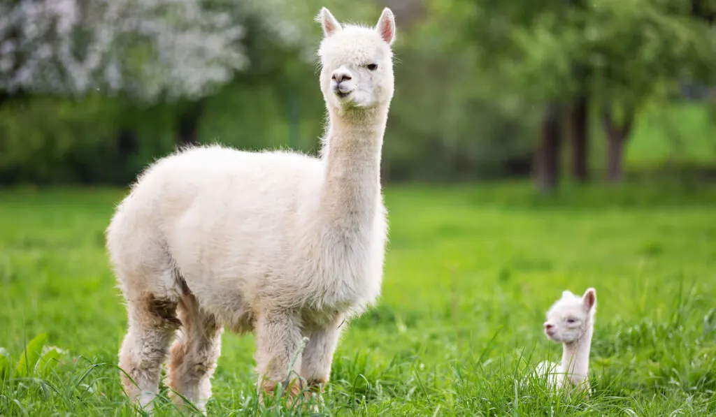 Mother and baby white alpacas resting