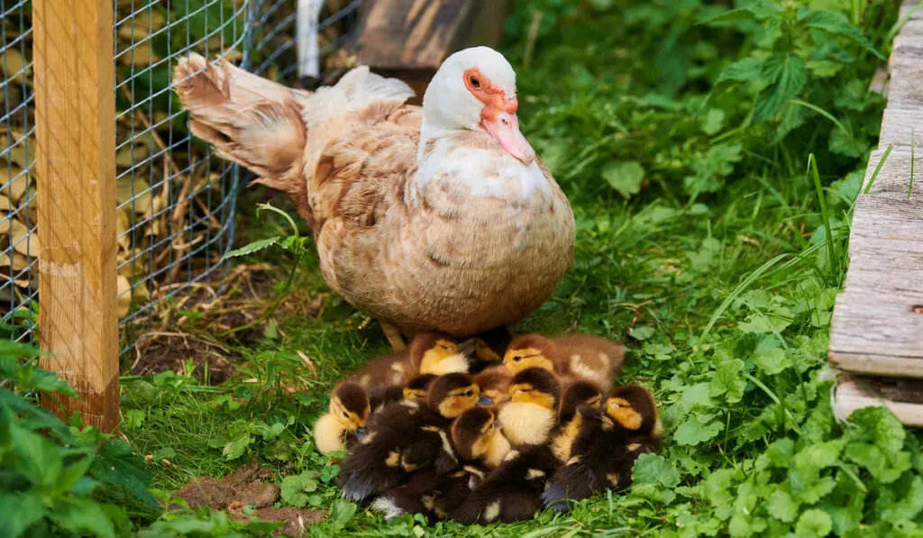 muscovy duck and young ducklings near duck house