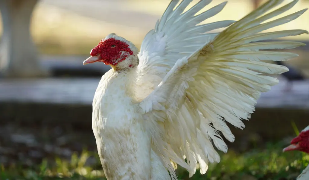 muscovy duck flapping its wings