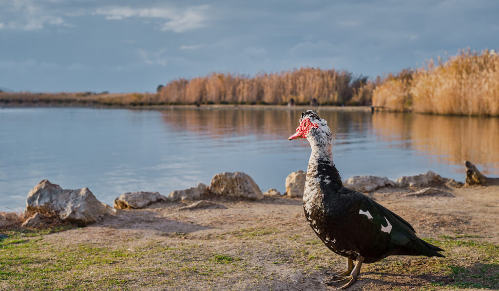 muscovy duck stands and looking at the lake