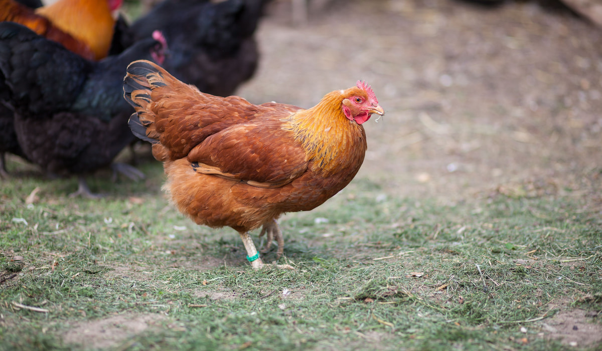 New Hampshire Red Breed Profile - Farmhouse Guide