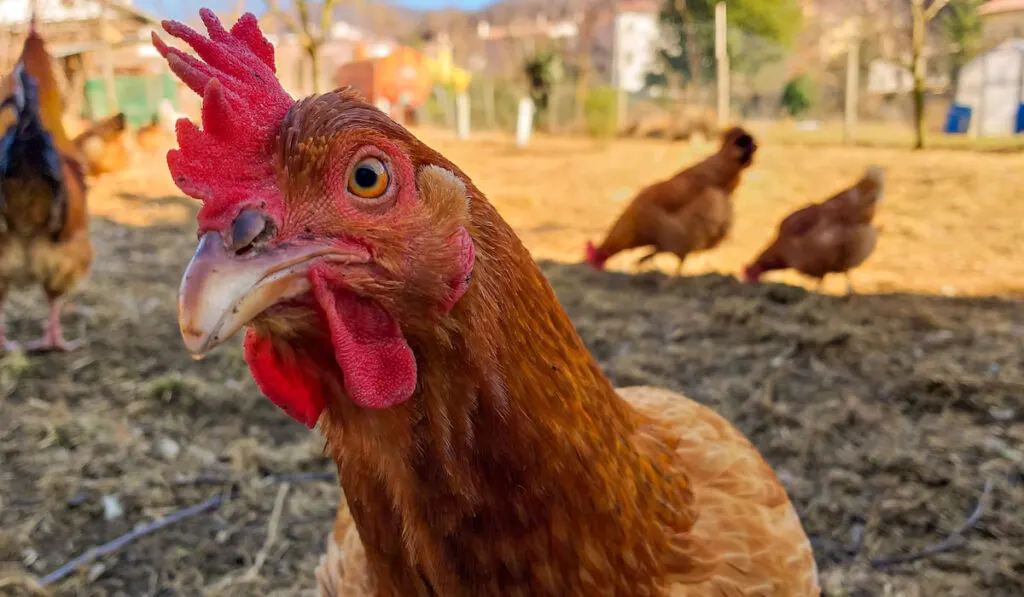 New Hampshire Red chicken looking into the camera