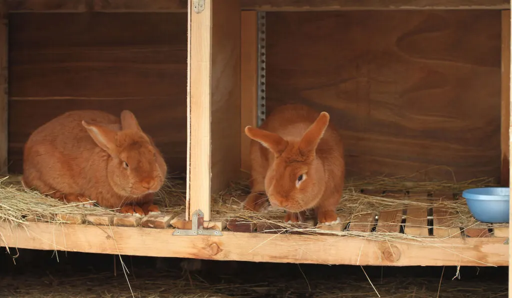 New Zealand purebred red rabbits in a cage