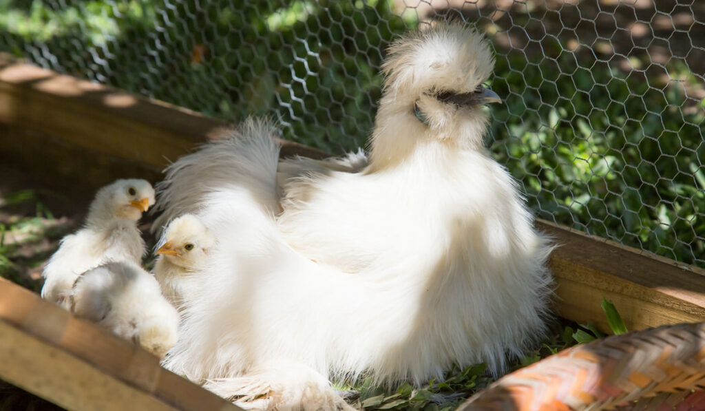 newborn Silkie chicks and their mother in chicken coop