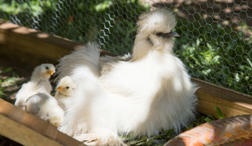 newborn Silkie chicks and their mother in chicken coop