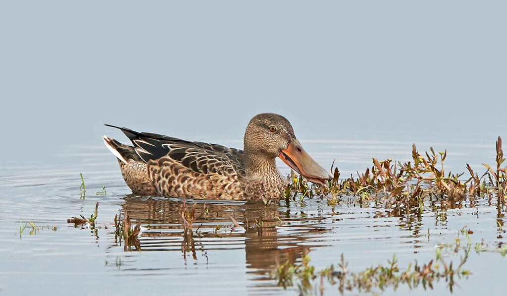 Northern shoveler in its natural habitat