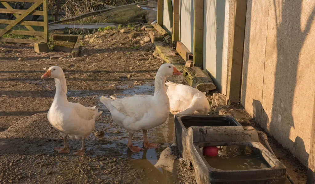 emden geese drinking from a water trough on a farm