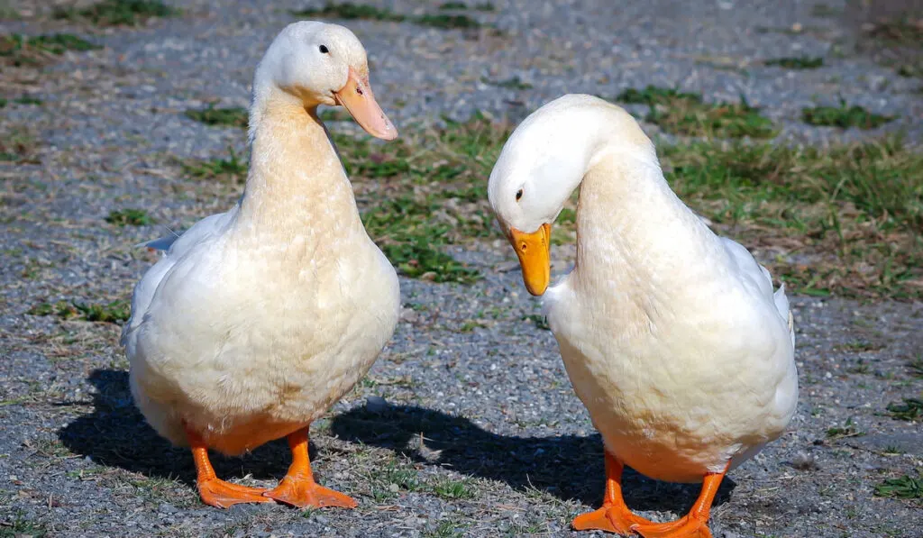 pair of pekin ducks outdoors